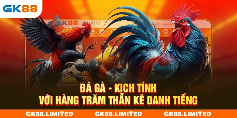 Đá gà - Kịch tính với hàng trăm thần kê danh tiếng